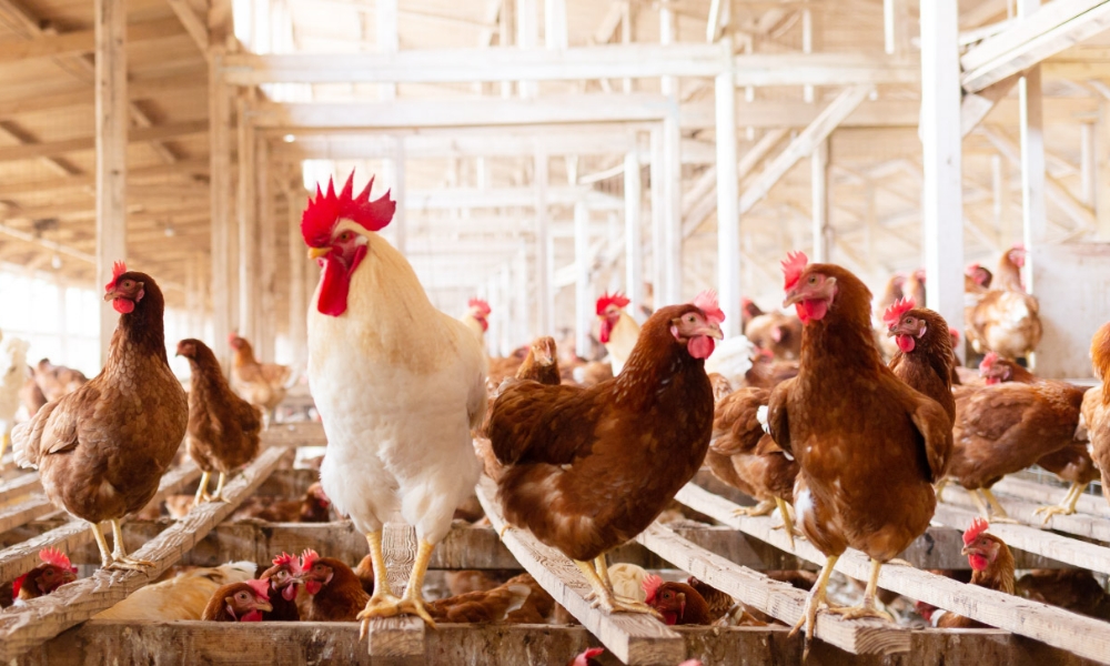 平飼い養鶏場　グリーンファーム久住