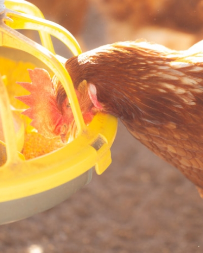 平飼い養鶏場　グリーンファーム久住