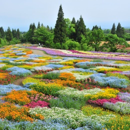 くじゅう花公園