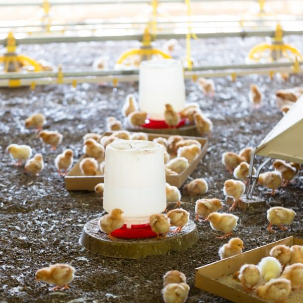 給餌器の周りに集まる黄色いひよこたち