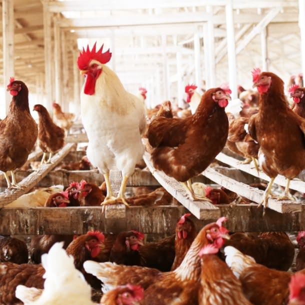 鶏舎のにわとり