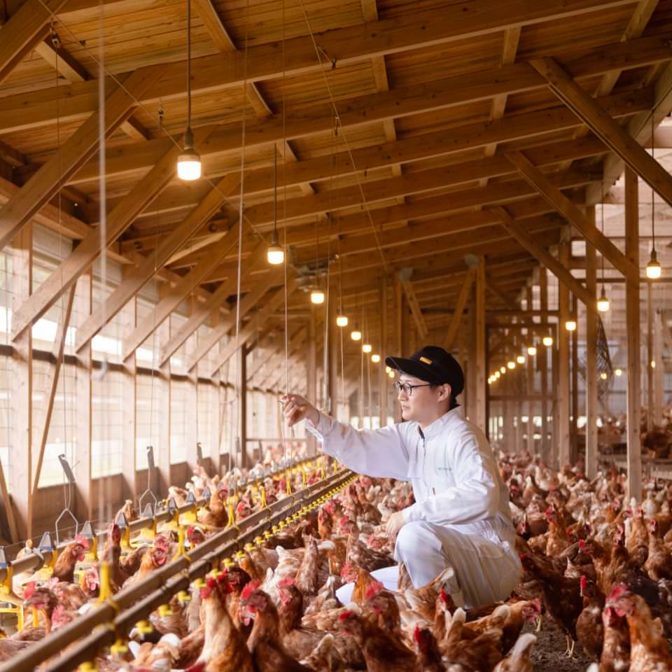 鶏舎で鶏の様子を確認するスタッフ