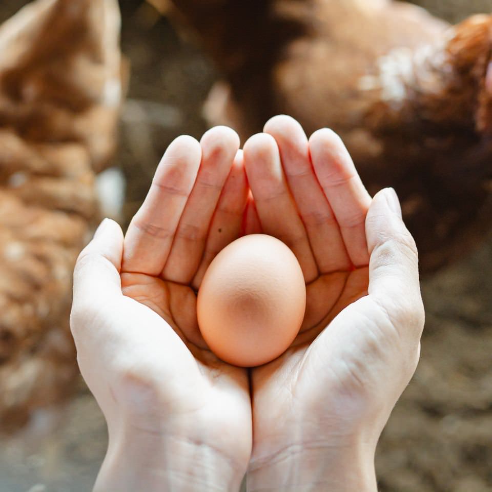 手のひらにのせた卵
