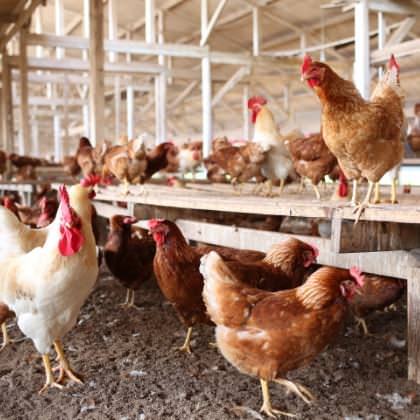 鶏舎の中のにわとり