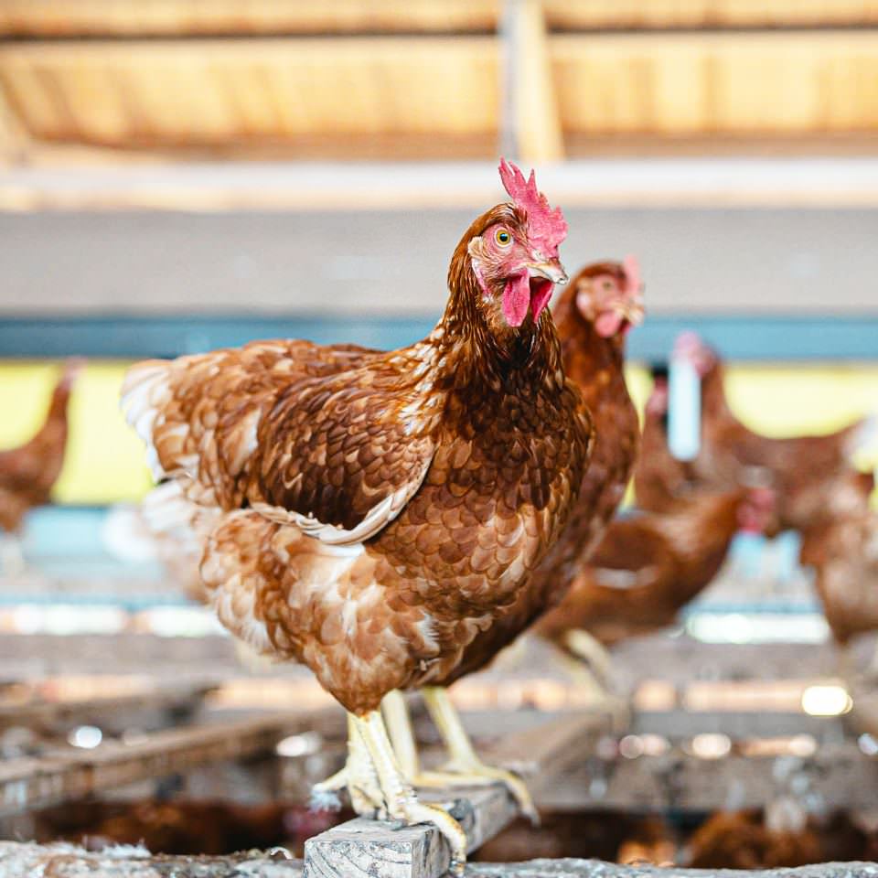 鶏舎のにわとり