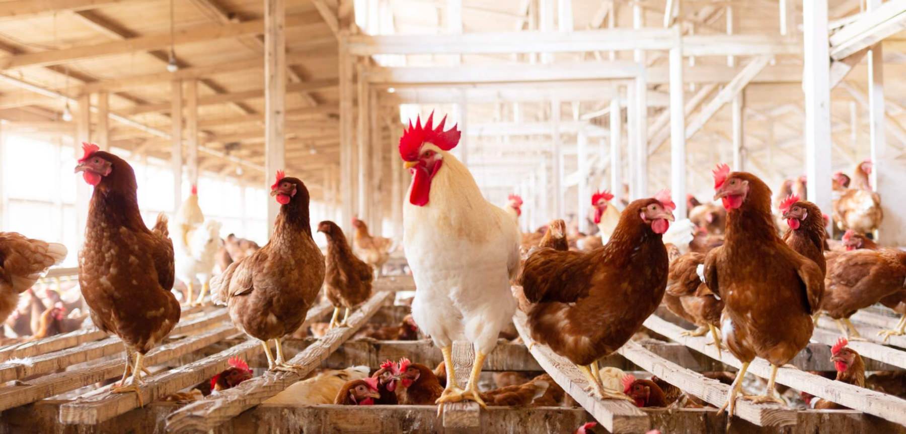 有限会社 グリーンファーム久住