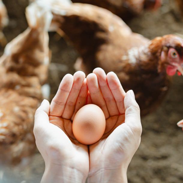 平飼い育ちのたまごが主役